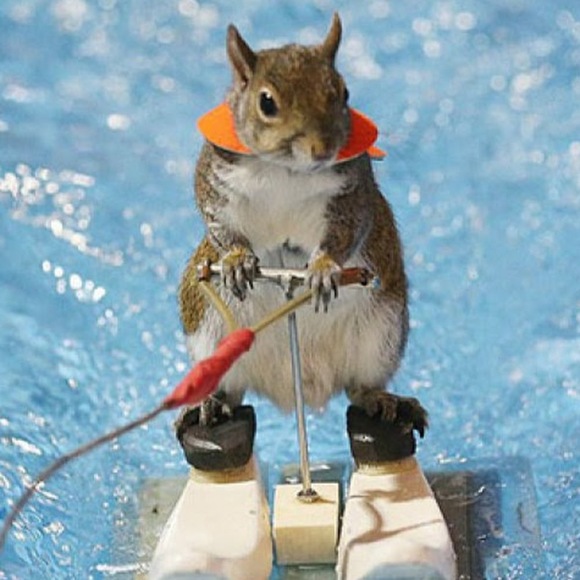 Meet your Posher, Zoey - Picture 1 of 1